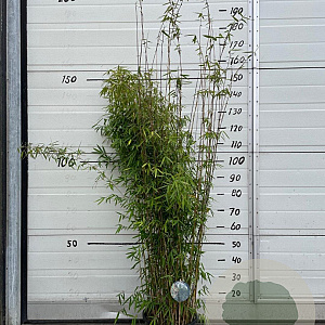 Fargesia 'Jiuzhaigou 1' 125-150 cm 10L