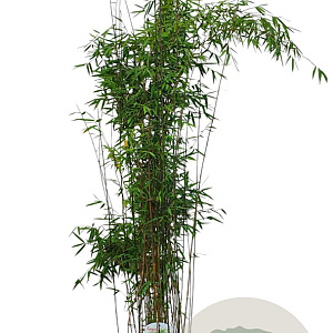 Fargesia 'Jiuzhaigou 1' 125-150 cm 10L