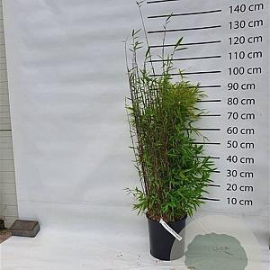 Fargesia nitida 'Black Pearl' 100-125 cm 15L