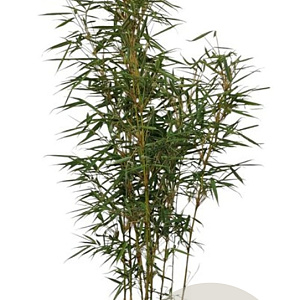 Fargesia robusta 'Campbell' 100-125 cm 10L