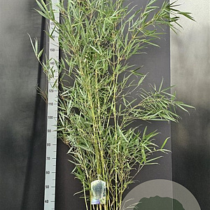 Fargesia robusta 'Campbell' 100-125 cm 10L