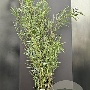 Fargesia robusta 'Campbell' 100-125 cm 10L