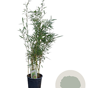 Fargesia robusta 'Campbell' 100-125 cm 10L