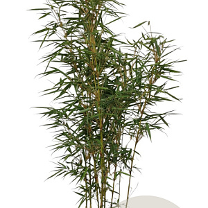 Fargesia robusta 'Campbell' 100-125 cm 10L