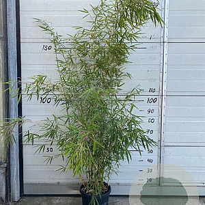 Fargesia robusta 'Campbell' 125-150 cm 10L