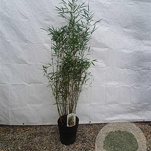 Fargesia robusta 'Campbell' 125-150 cm 10L