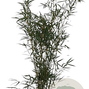 Fargesia robusta 'Campbell' 125-150 cm 10L