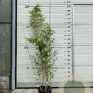 Fargesia robusta 'Campbell' 125-150 cm 10L