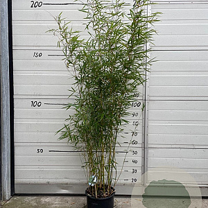 Fargesia robusta 'Campbell' 125-150 cm 10L