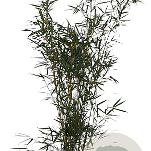 Fargesia robusta 'Campbell' 125-150 cm 10L