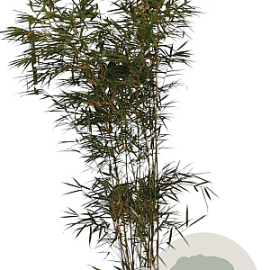 Fargesia robusta 'Campbell' 150-175 cm 10L