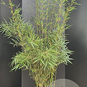 Fargesia robusta 'Campbell' 175-200 cm 10L