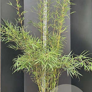Fargesia robusta 'Campbell' 175-200 cm 10L