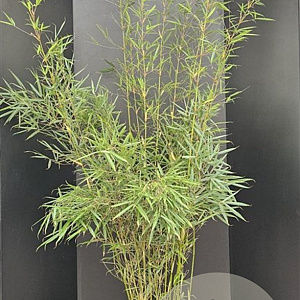 Fargesia robusta 'Campbell' 175-200 cm 10L