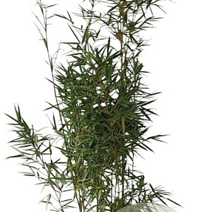 Fargesia robusta 'Campbell' 175-200 cm 10L