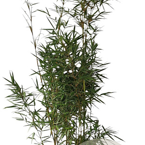 Fargesia robusta 'Campbell' 175-200 cm 10L