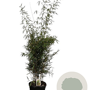 Fargesia robusta 'Campbell' 175-200 cm 30L