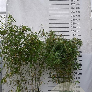Fargesia robusta 'Pingwu' 175-200 cm 15L