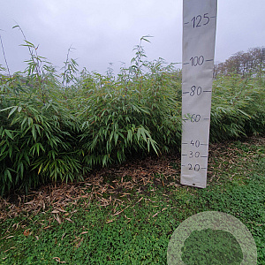 Fargesia rufa 100-125 cm 15L