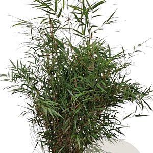 Fargesia scabrida 'Asian Wonder' 100-125 cm 15L