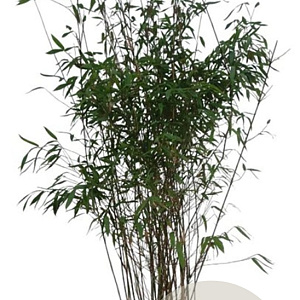 Fargesia 'Winter Joy' 125-150 cm 15L