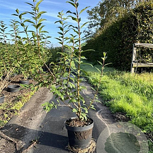 Forsythia int. 'Spectabilis' 80-100 cm 7,5L