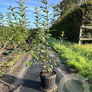 Forsythia int. 'Spectabilis' 80-100 cm 7,5L