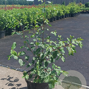 Frangula alnus 100-125 cm 10L
