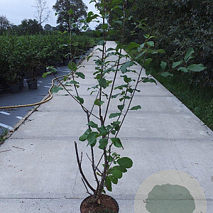 Frangula alnus 100-125 cm 10L