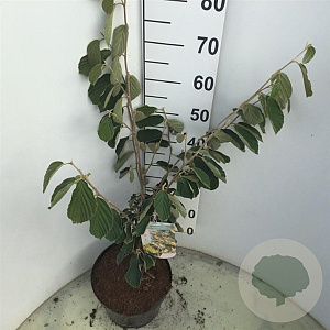 Hamamelis int. 'Arnold Promise' 60-80 cm 7,5L