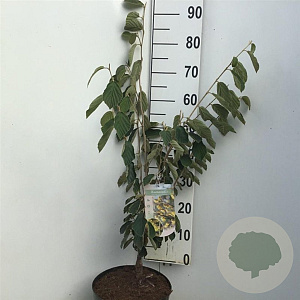 Hamamelis int. 'Arnold Promise' 60-80 cm 7,5L