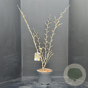 Hamamelis int. 'Arnold Promise' 80-100 cm 10L