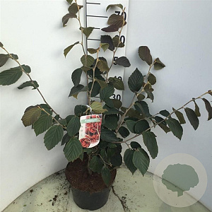 Hamamelis int. 'Diane' 60-80 cm 7,5L