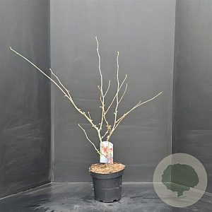 Hamamelis int. 'Diane' 60-80 cm 7,5L