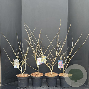 Hamamelis int. 'Diane' 60-80 cm 7,5L