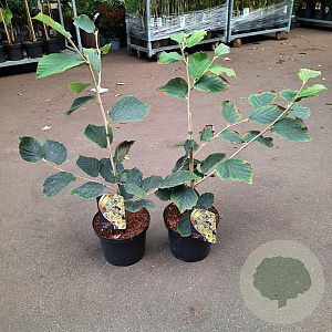 Hamamelis int. 'Pallida' 50-60 cm 5,0L