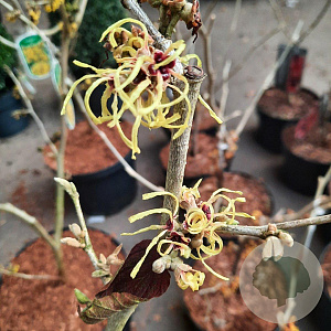 Hamamelis int. 'Pallida' 50-60 cm 5,0L