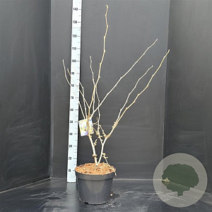 Hamamelis int. 'Pallida' 80-100 cm 10L