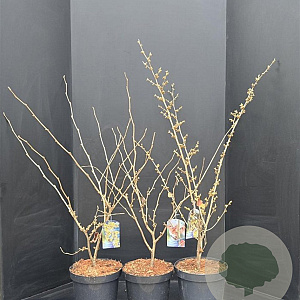 Hamamelis int. 'Pallida' 80-100 cm 10L