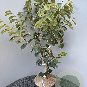 Hamamelis int. 'Westerstede' 80-100 cm 10L