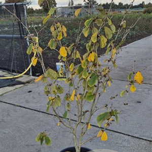 Hamamelis int. 'Westerstede' 100-125 cm 15L