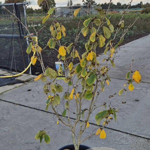 Hamamelis int. 'Westerstede' 100-125 cm 15L