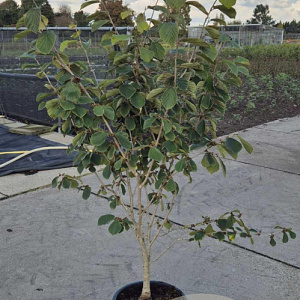 Hamamelis int. 'Westerstede' 125-150 cm 15L