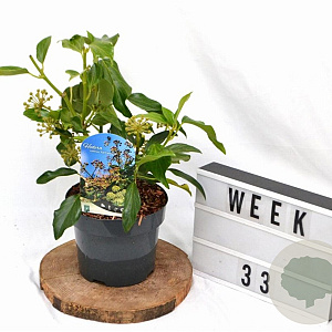 Hedera colchica 'Fall Favourite' 25-30 cm 3,0L