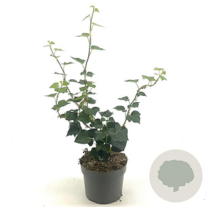 Hedera hel. 'Arborescens' 20-30 cm 2,0L