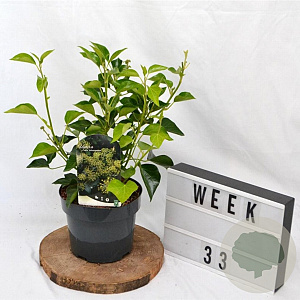 Hedera hel. 'Arborescens' 30-40 cm 3,0L