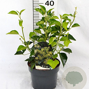 Hedera hel. 'Arborescens' 30-40 cm 3,0L