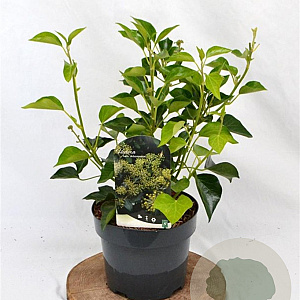 Hedera hel. 'Arborescens' 30-40 cm 3,0L