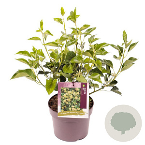 Hedera hel. 'Arborescens' 40-50 cm 3,0L