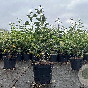 Hedera hel. 'Arborescens' 40-50 cm 3,0L